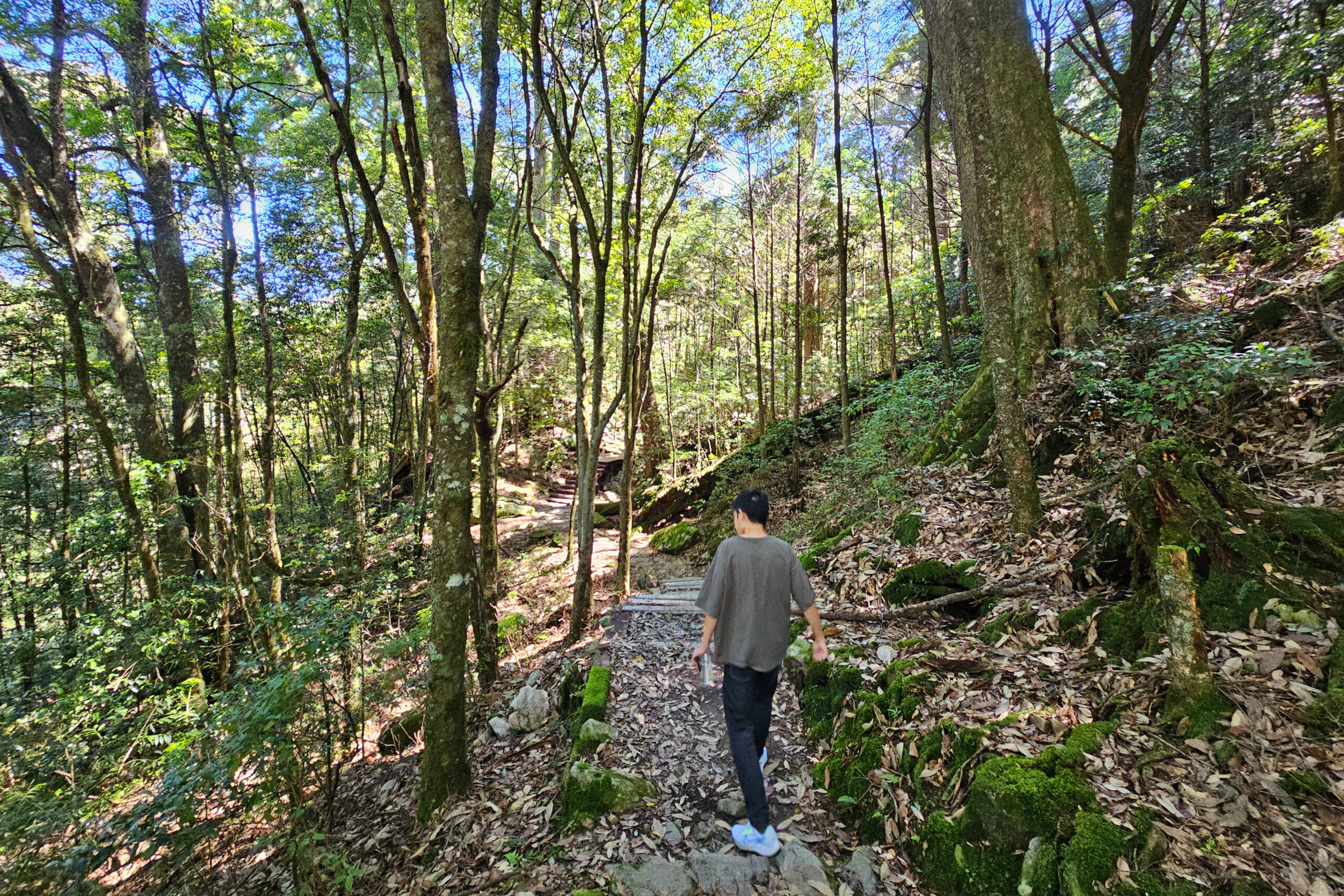 夏天就往山上跑，大雪山森林遊樂區